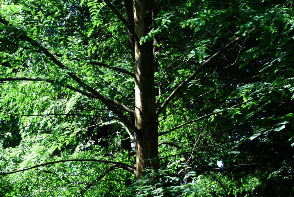 Orto Botanico_079.JPG - SEQUOIA